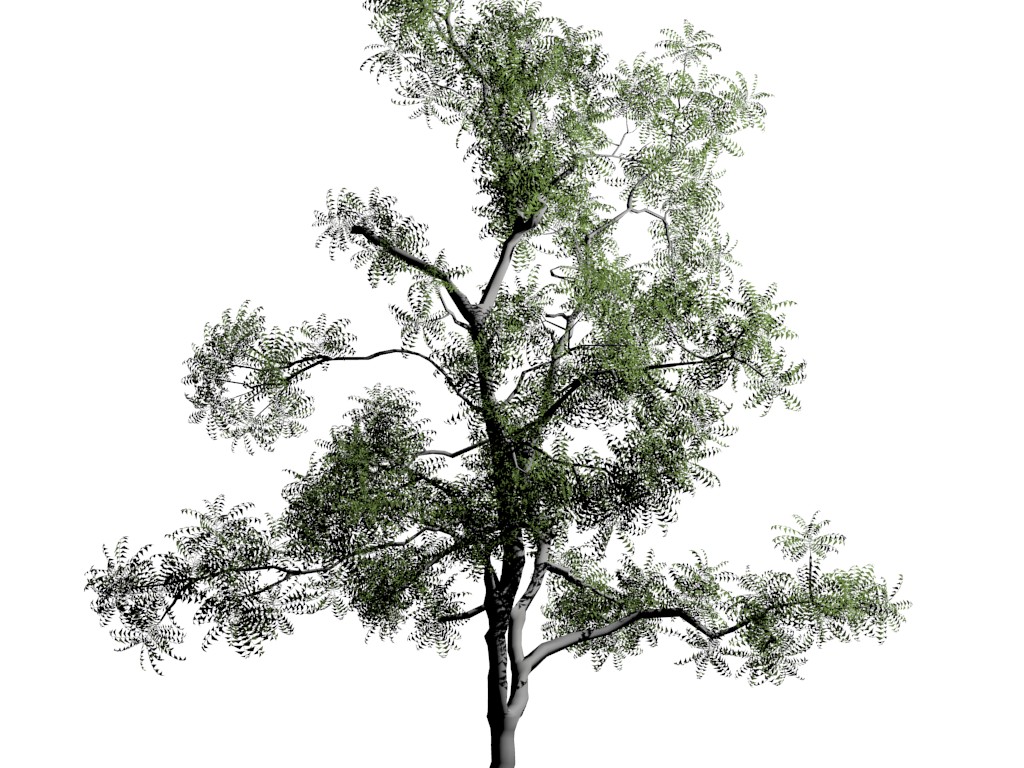 young-neem-tree_mesh-only preview image 1